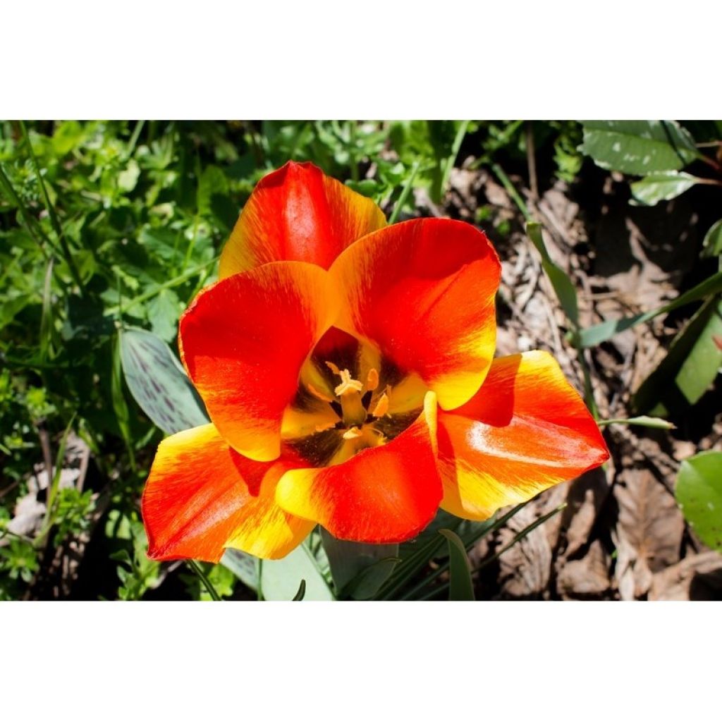 Tulipano greigii Engadin