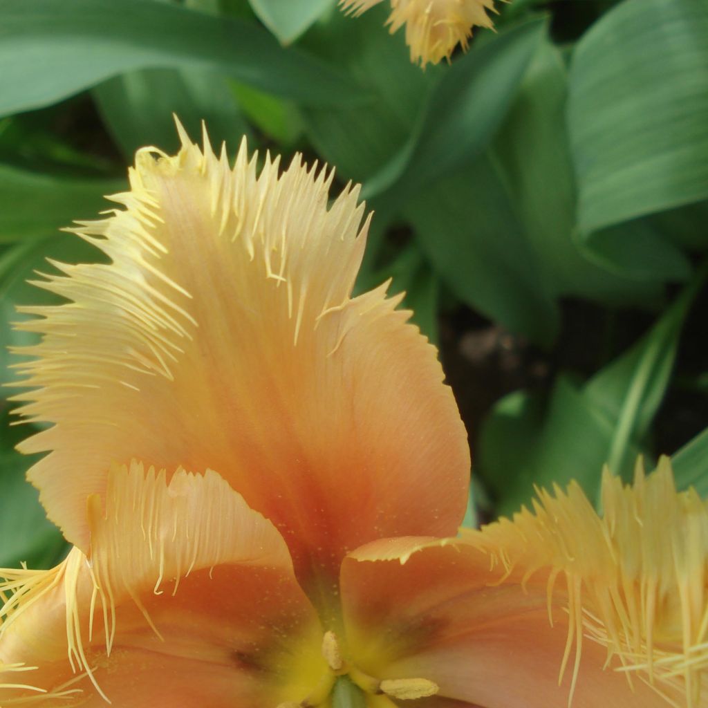 Tulipano sfrangiato Lambada