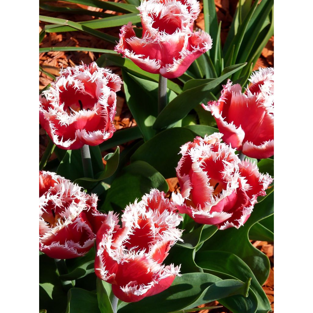 Tulipano sfrangiato New Santa