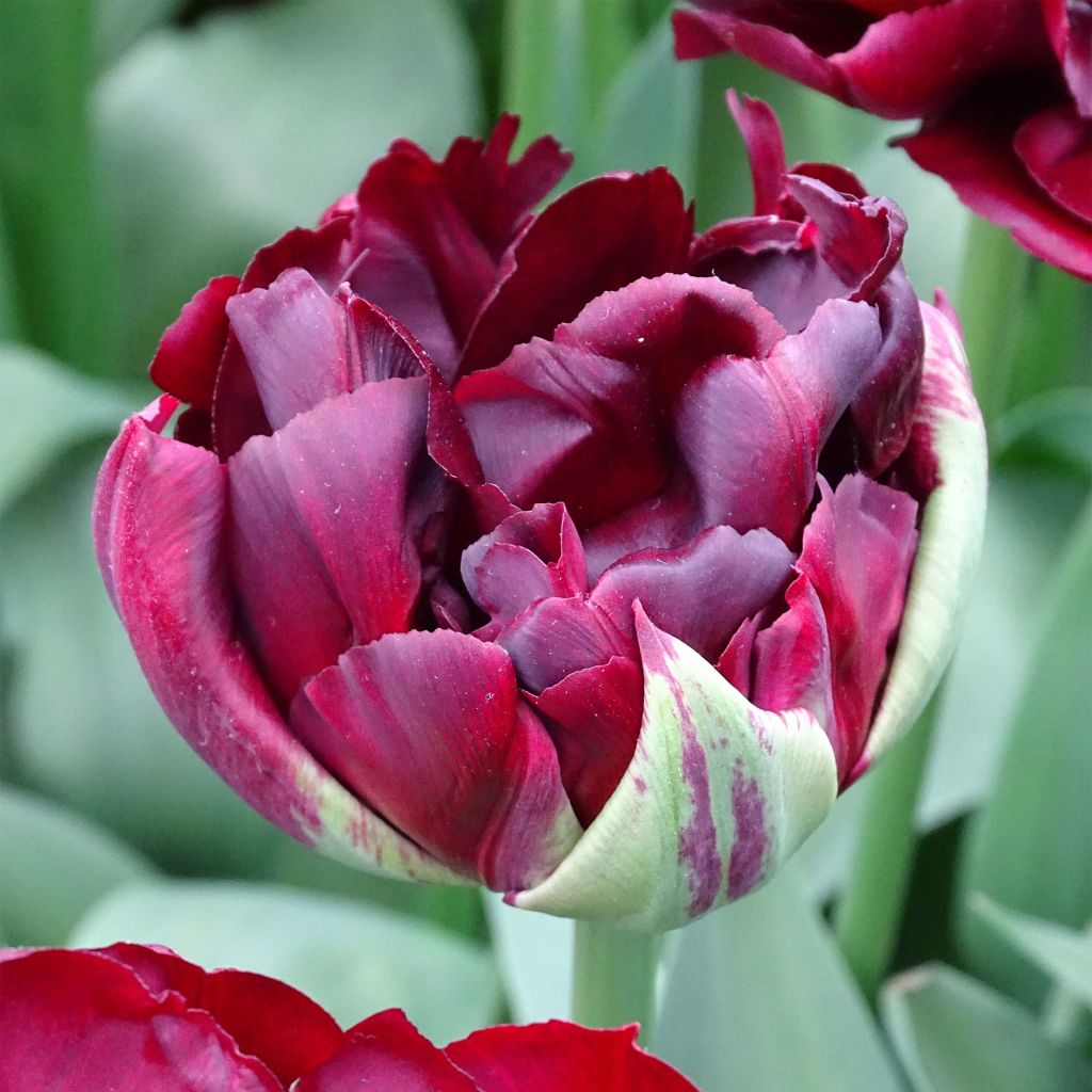 Tulipano Palmyra