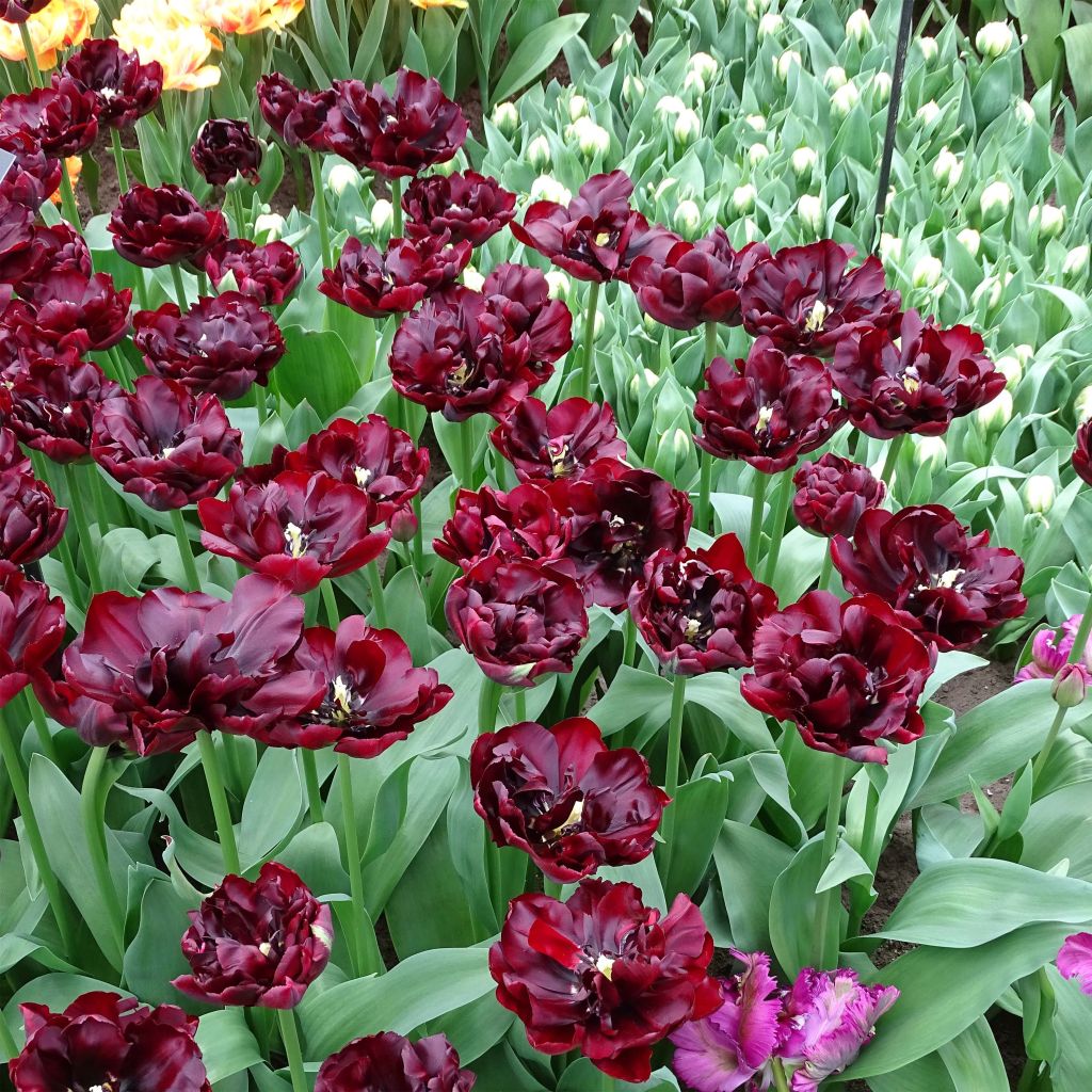 Tulipano Palmyra
