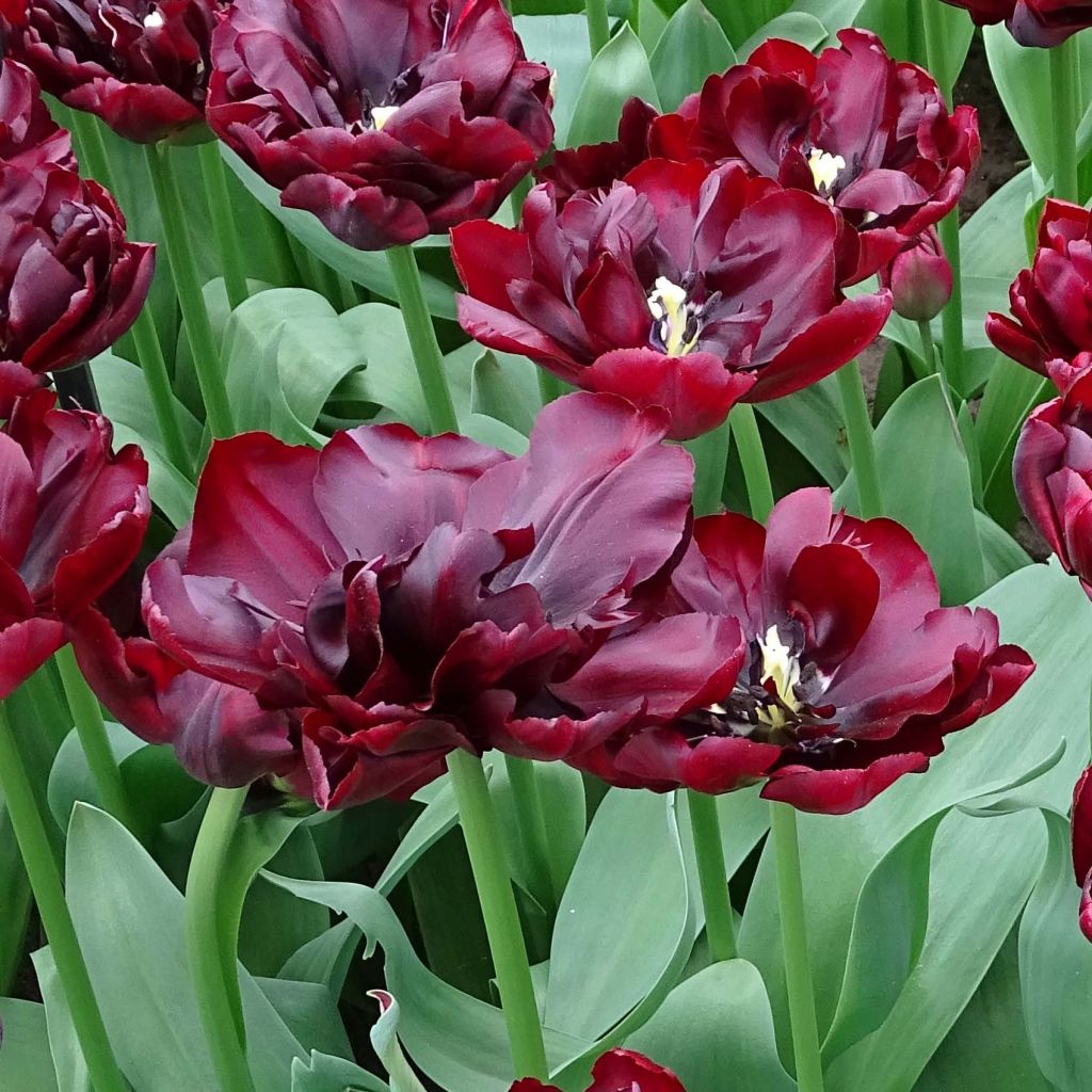 Tulipano Palmyra