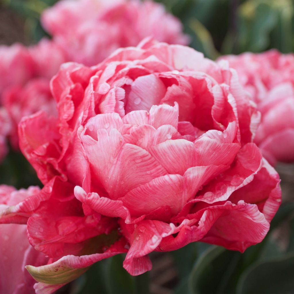 Tulipano Sweet Amy