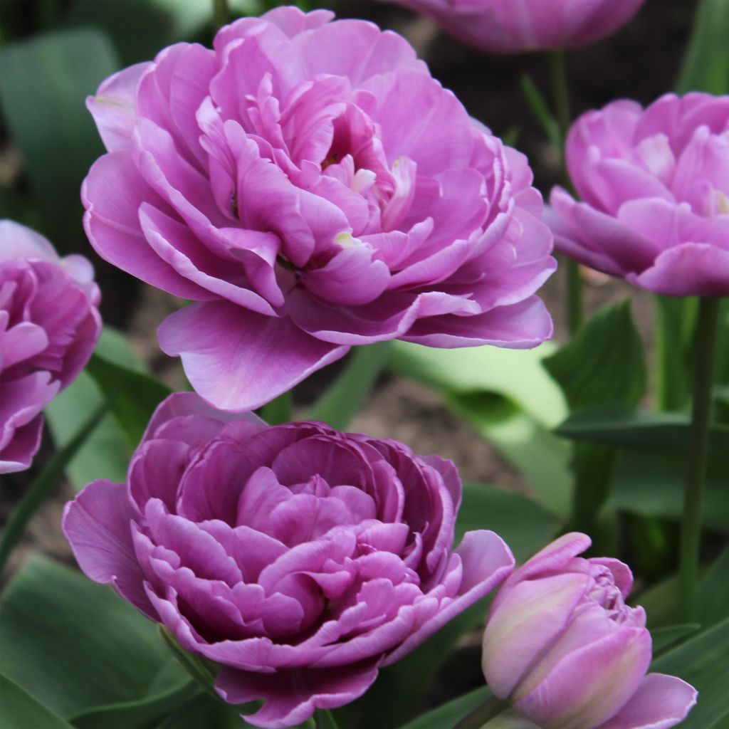 Tulipano Lilac Perfection