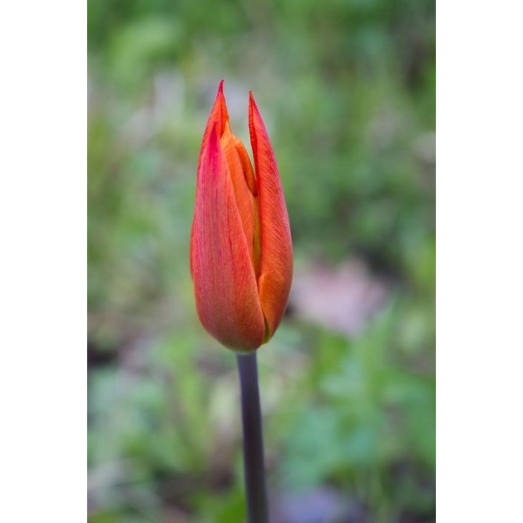 Tulipano Giglio Ballerina
