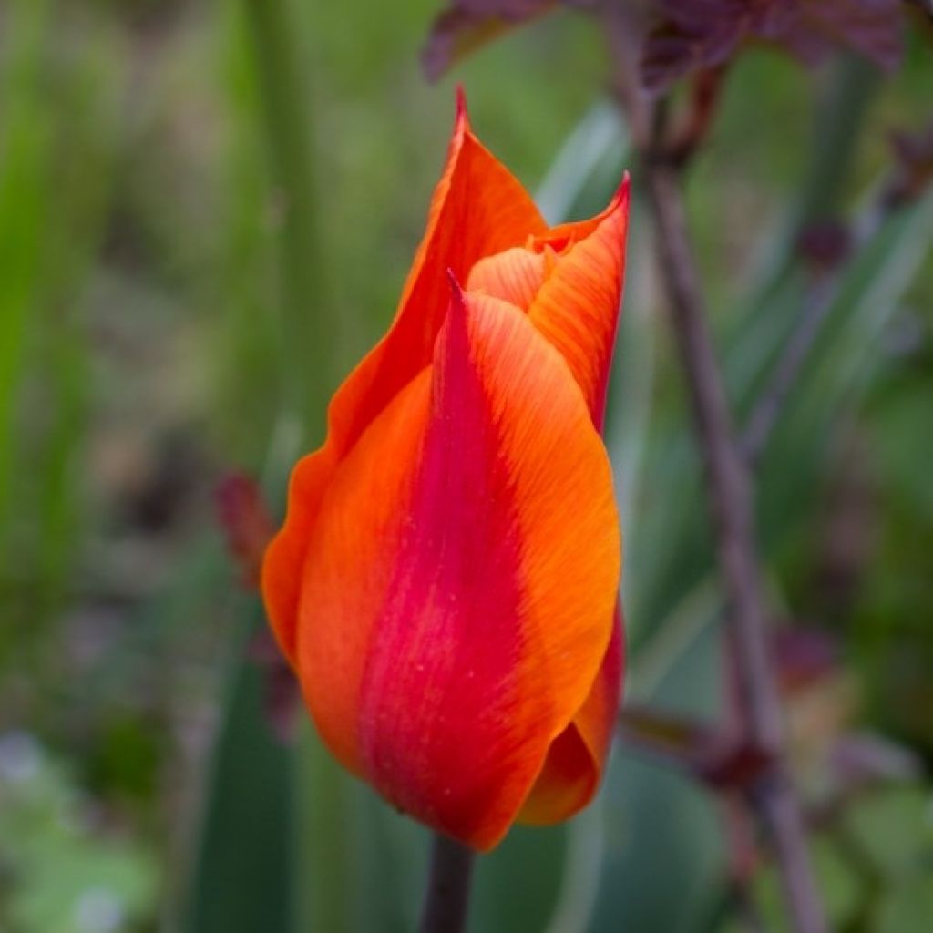 Tulipano Giglio Ballerina