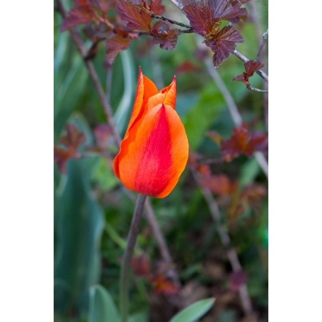 Tulipano Giglio Ballerina