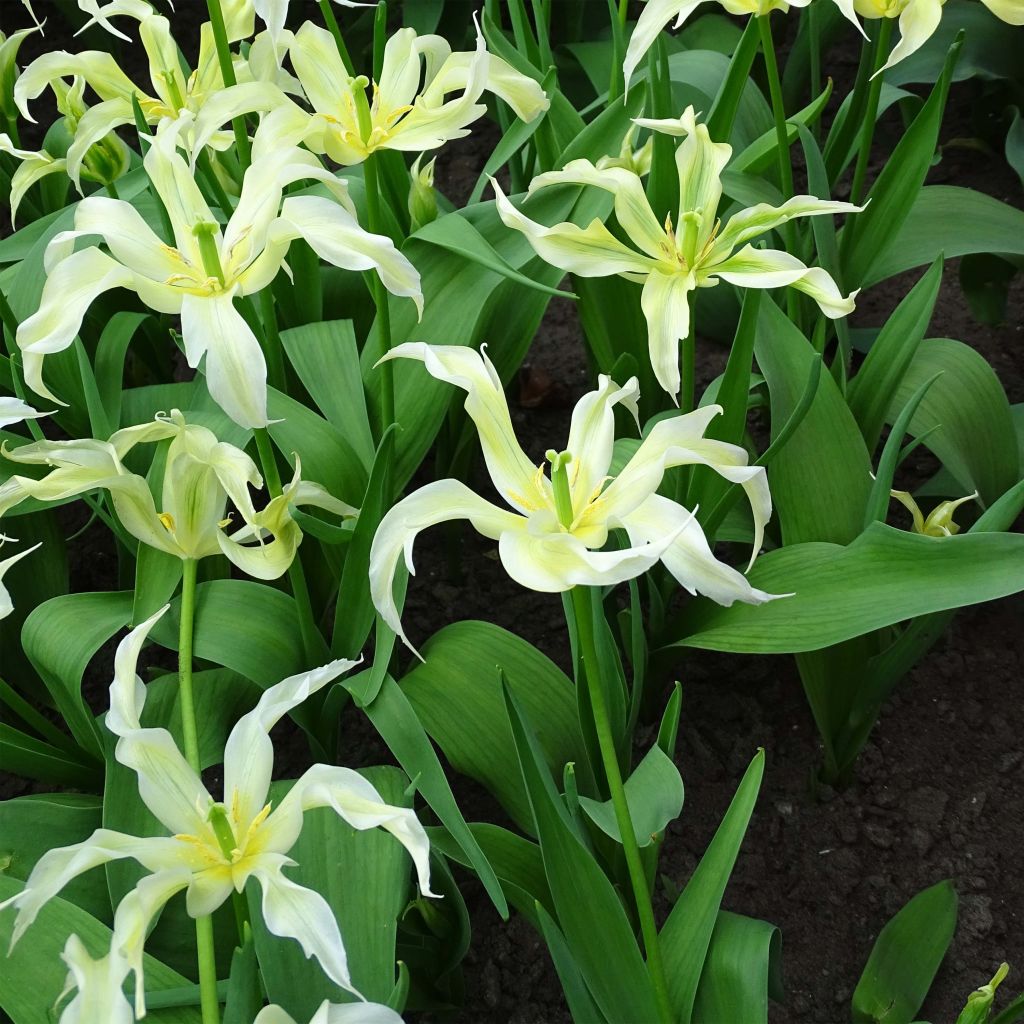 Tulipano Giglio Green Dance