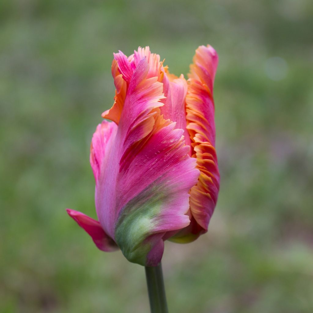 Tulipano Pappagallo Amazing Parrot
