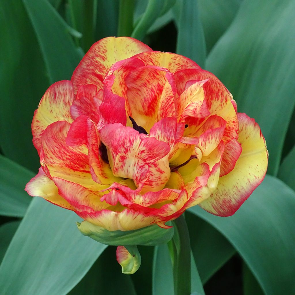 Tulipano Sundowner