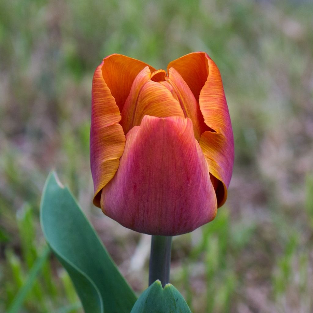 Tulipano Trionfo Cairo