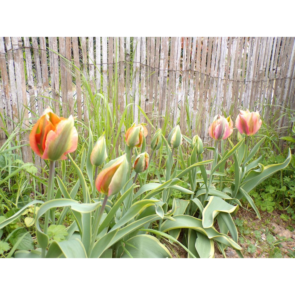 Tulipano Viridiflora Artist