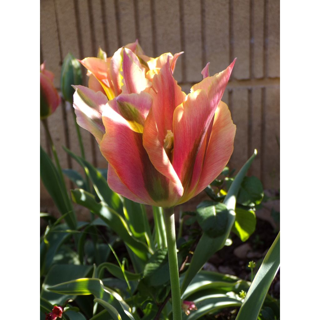 Tulipano Viridiflora Artist