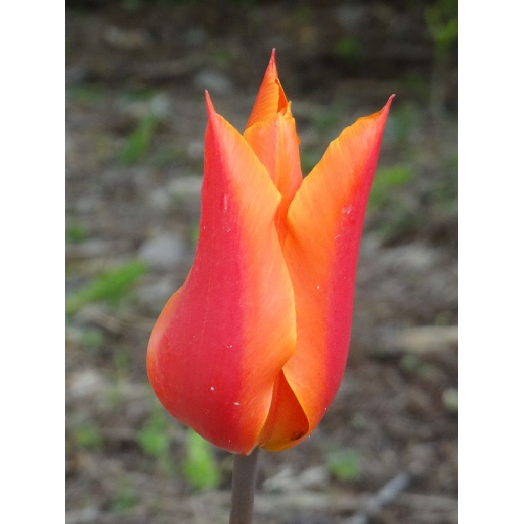 Tulipano Giglio Ballerina