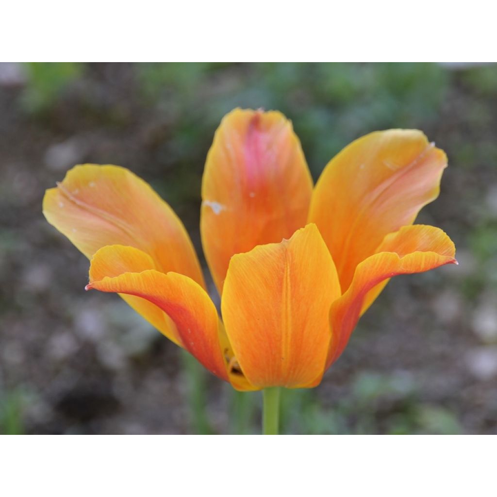 Tulipano Giglio Ballerina