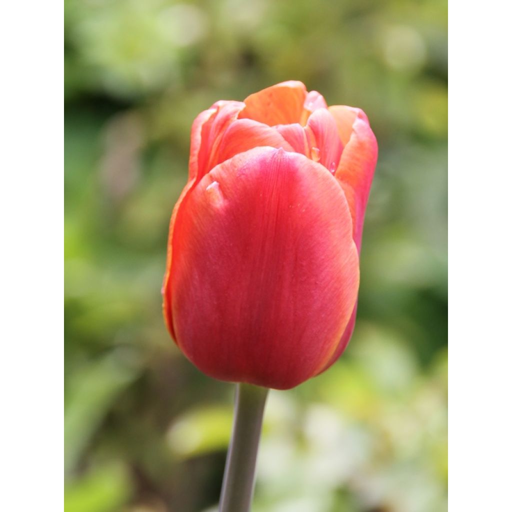 Tulipano Trionfo Brown Sugar