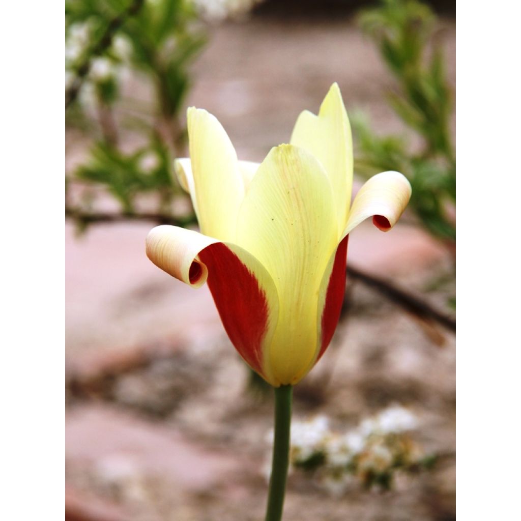 Tulipano clusiana Cynthia