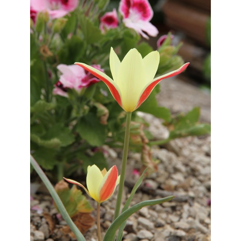Tulipano clusiana Cynthia