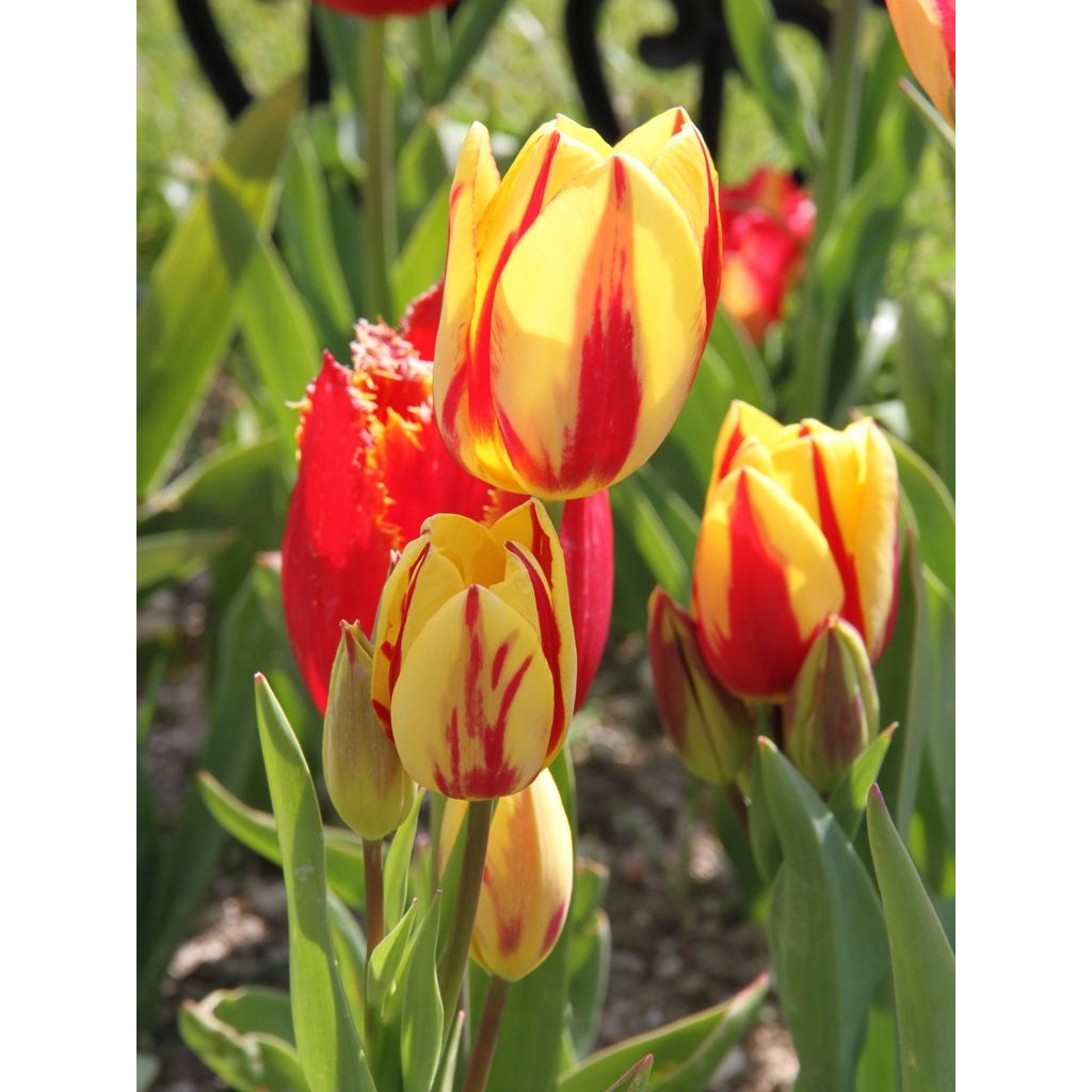 Tulipano Multiflora Colour Spectacle
