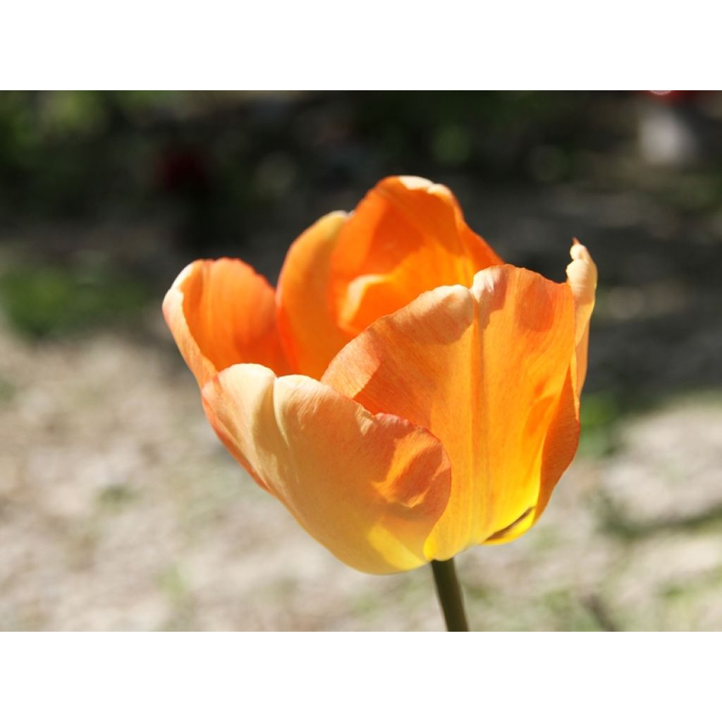 Tulipano Darwin Daydream