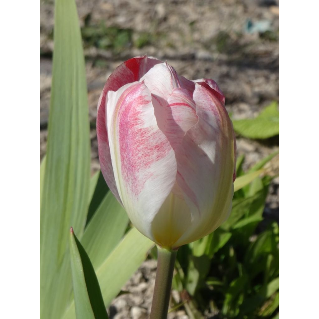 Tulipano fosteriana Flaming Purissima