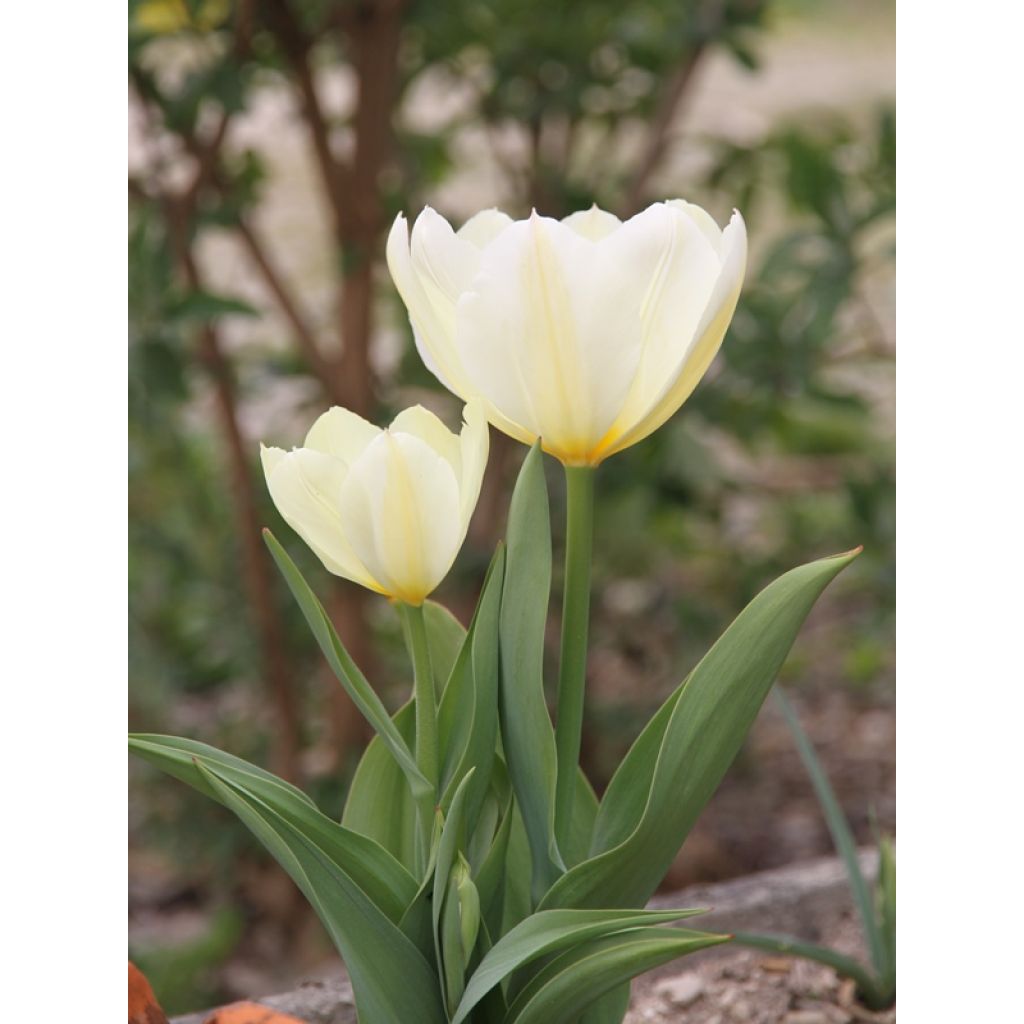 Tulipano fosteriana Purissima