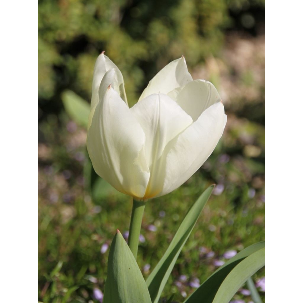 Tulipano fosteriana Purissima