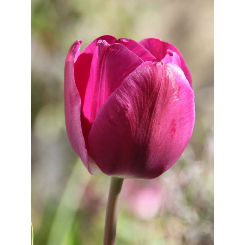 Tulipano Trionfo Passionale