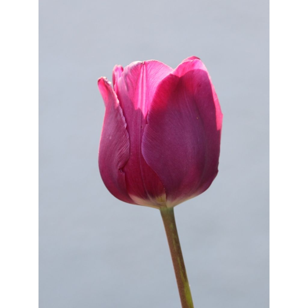 Tulipano Trionfo Passionale