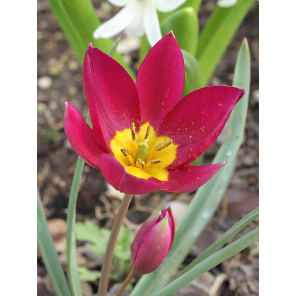 Tulipano humilis Violacea Yellow Base - Tulipano botanico