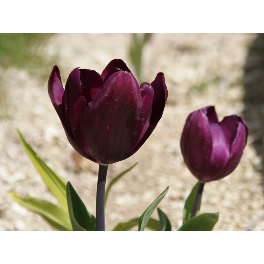 Tulipano Recreado