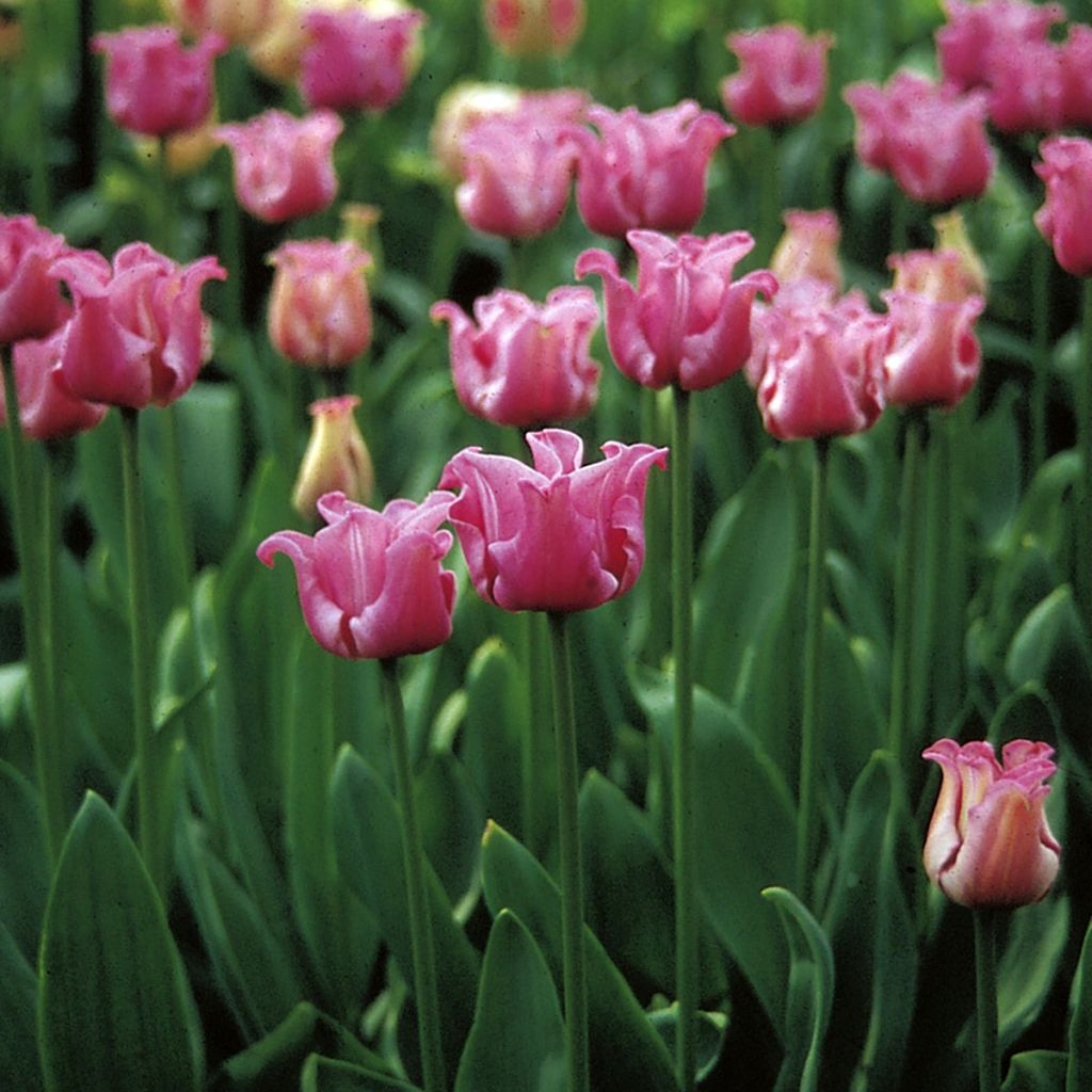 Tulipano Coronet Picture