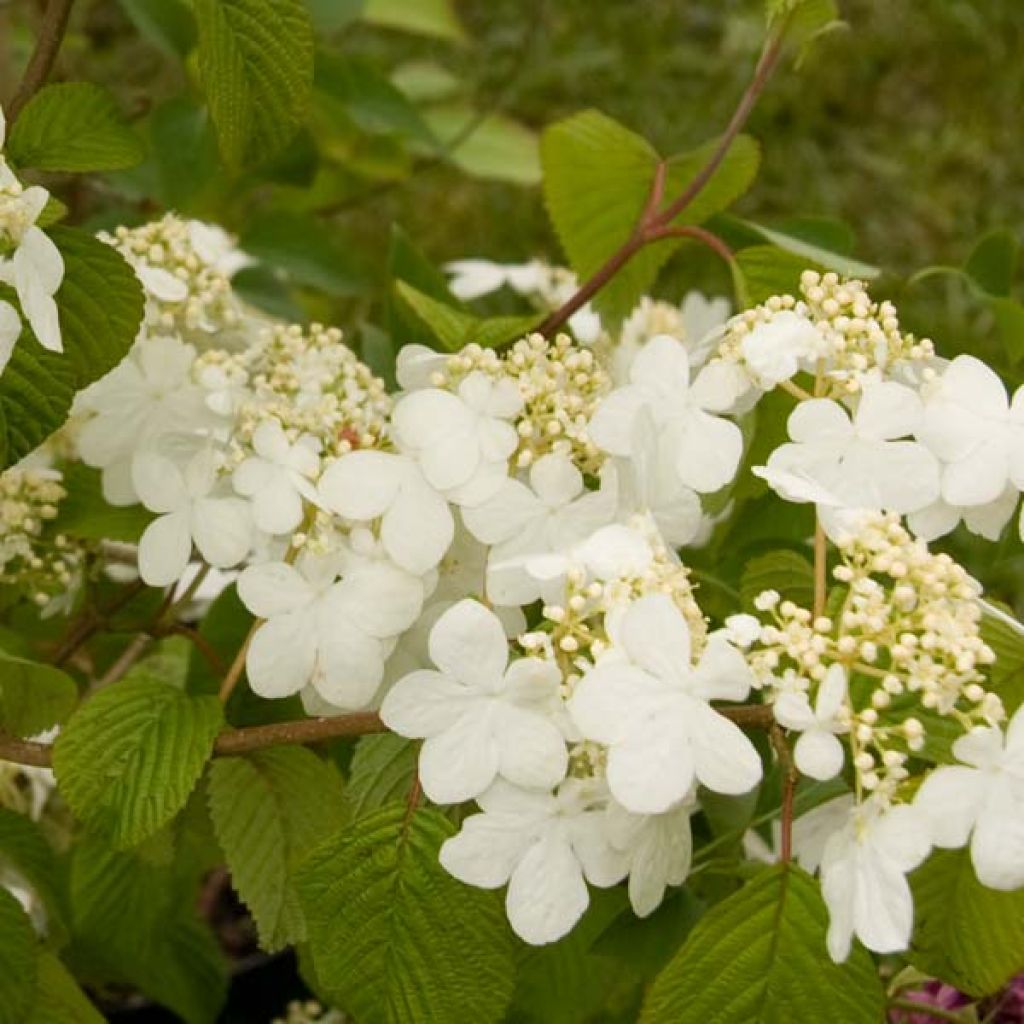 Viburnum plicatum Summer Snow Flake