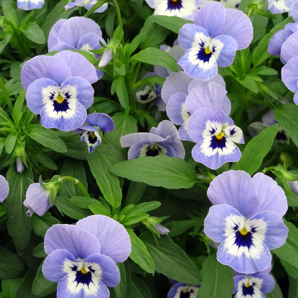Viola cornuta Xp Sorbet Marina