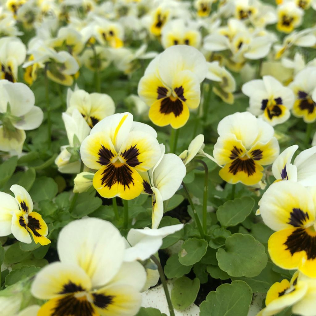Violette cornue Sorbet XP Lemon Ice Blotch - Viola cornuta