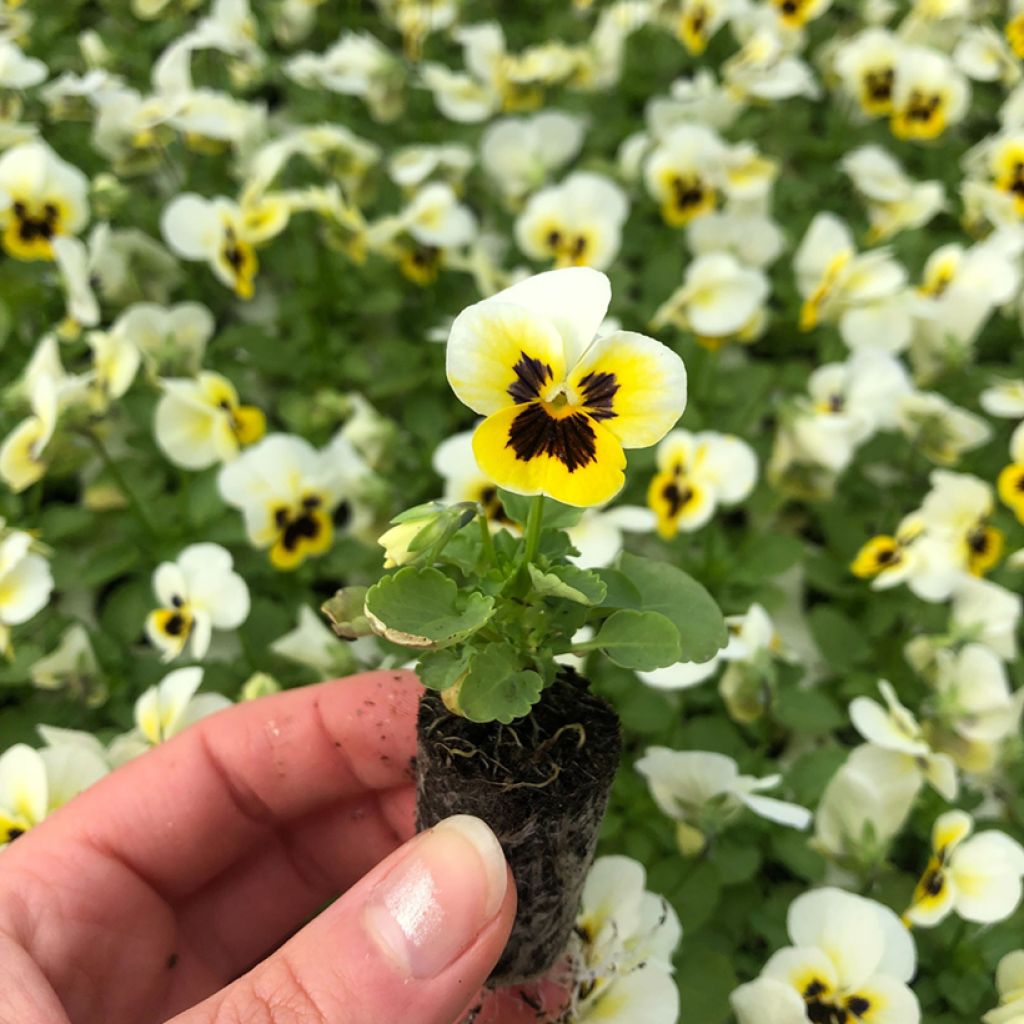 Violette cornue Sorbet XP Lemon Ice Blotch - Viola cornuta