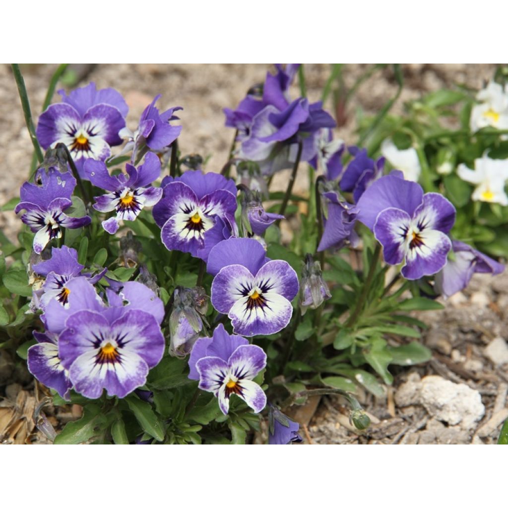 Viola cornuta Sorbet Delft Blue