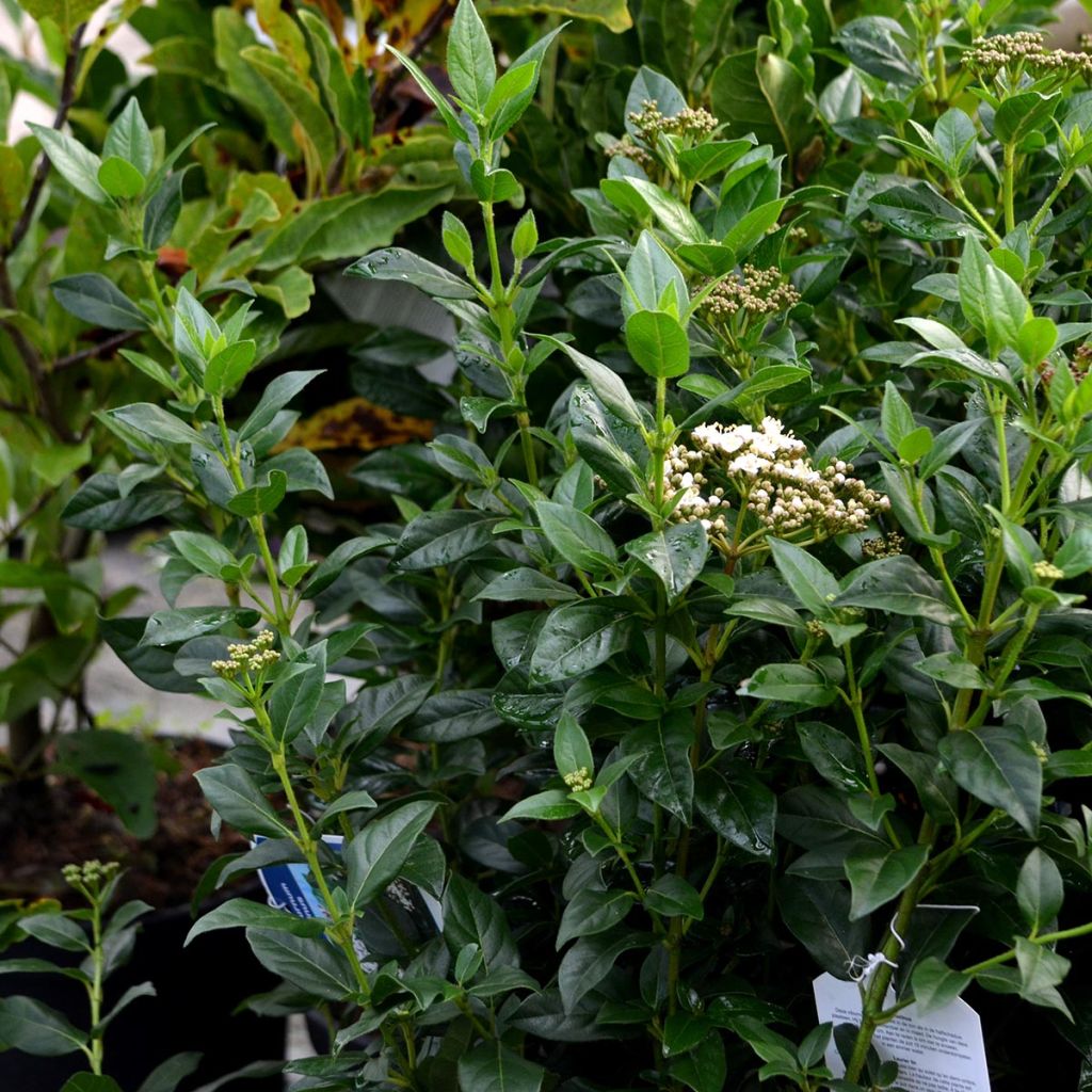 Viburnum tinus