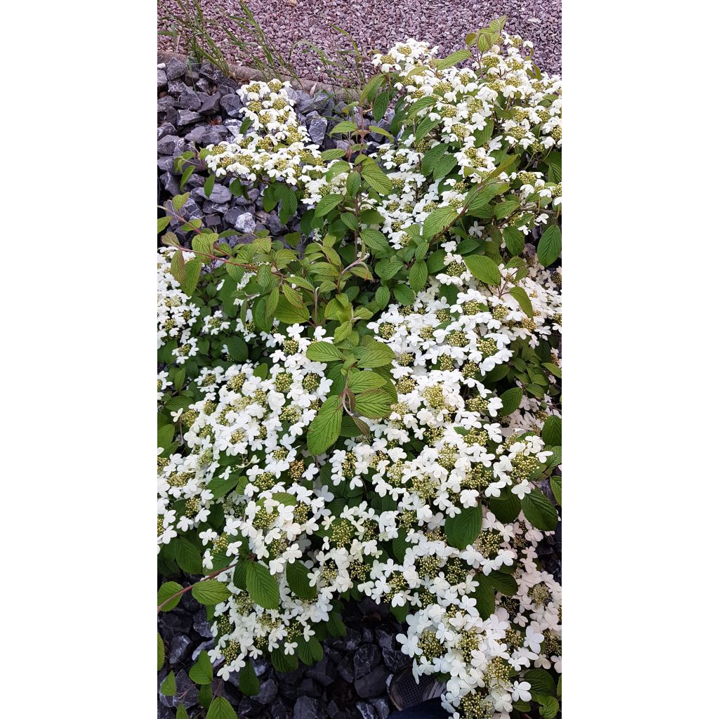 Viburnum plicatum Kilimanjaro