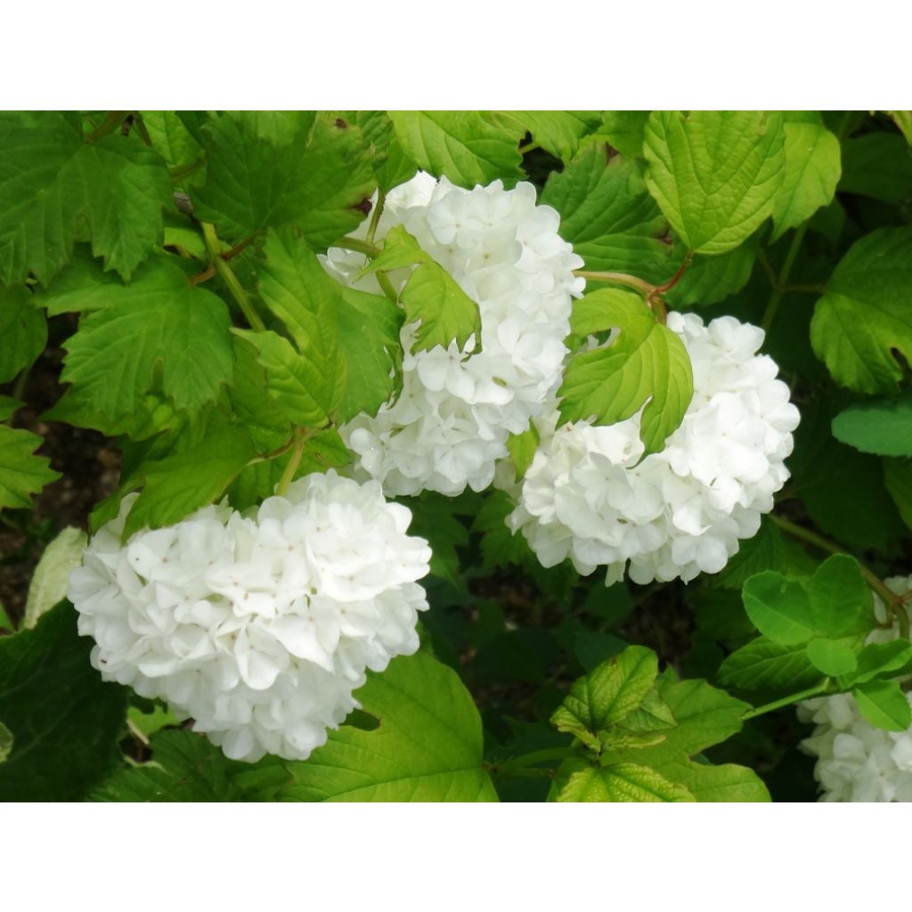 Viburnum opulus Roseum - Oppio