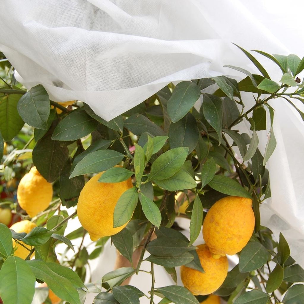 Tessuto non tessuto bianco per la protezione invernale 90g/m² per inverni estremi