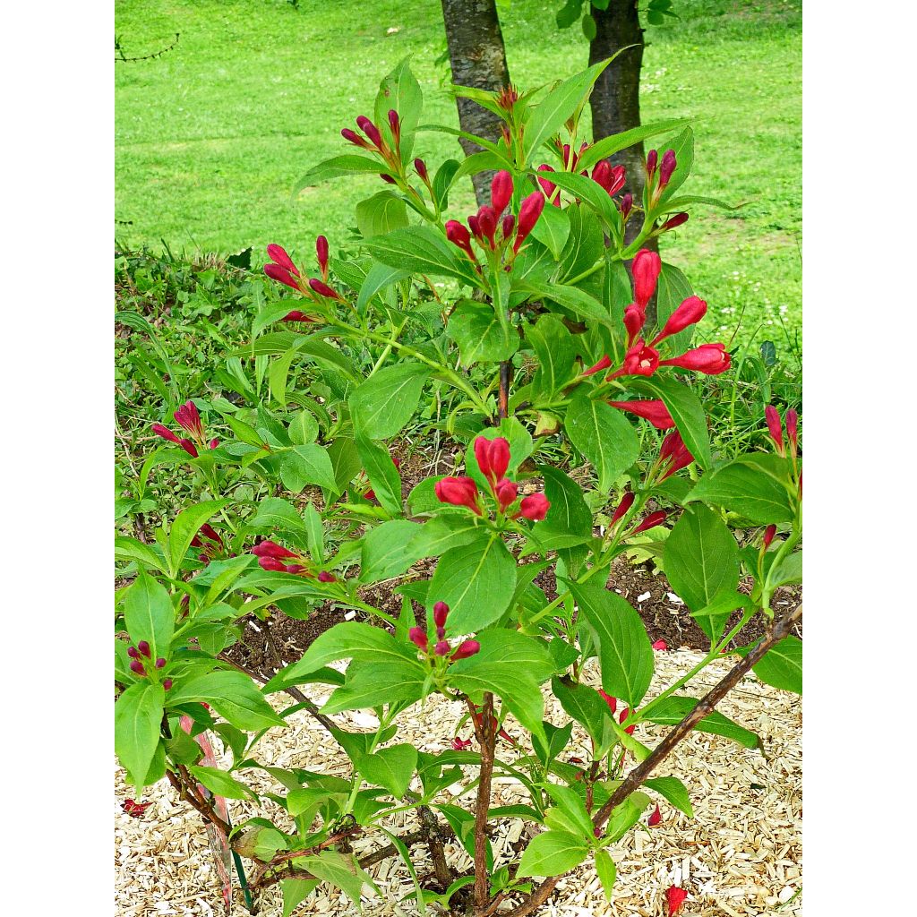 Weigelia All Summer Red
