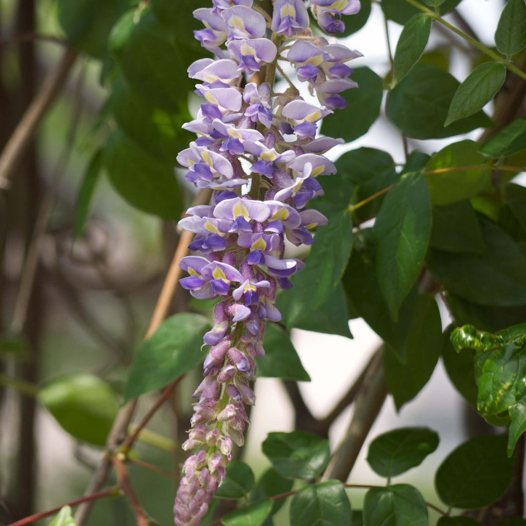 Wisteria macrostachya - Glicine