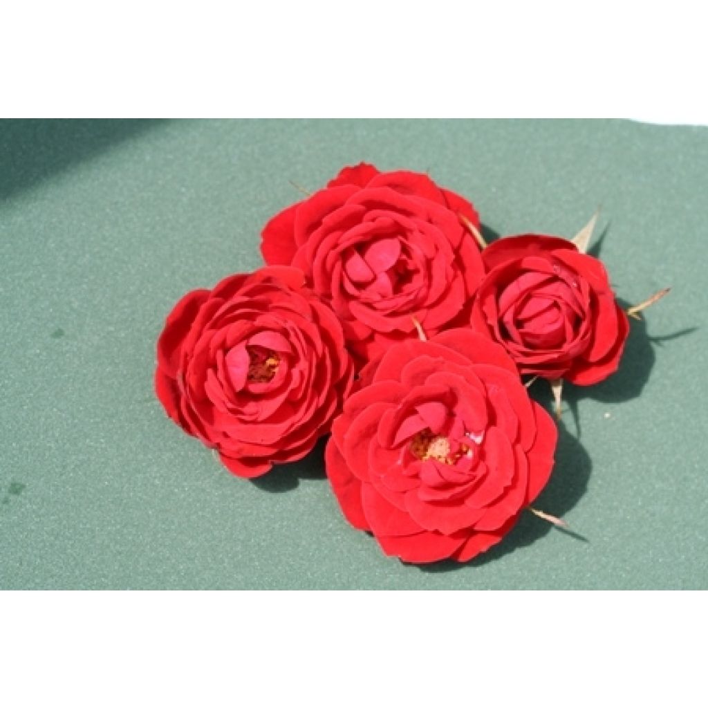 Rosa ad alberello Global Hit
