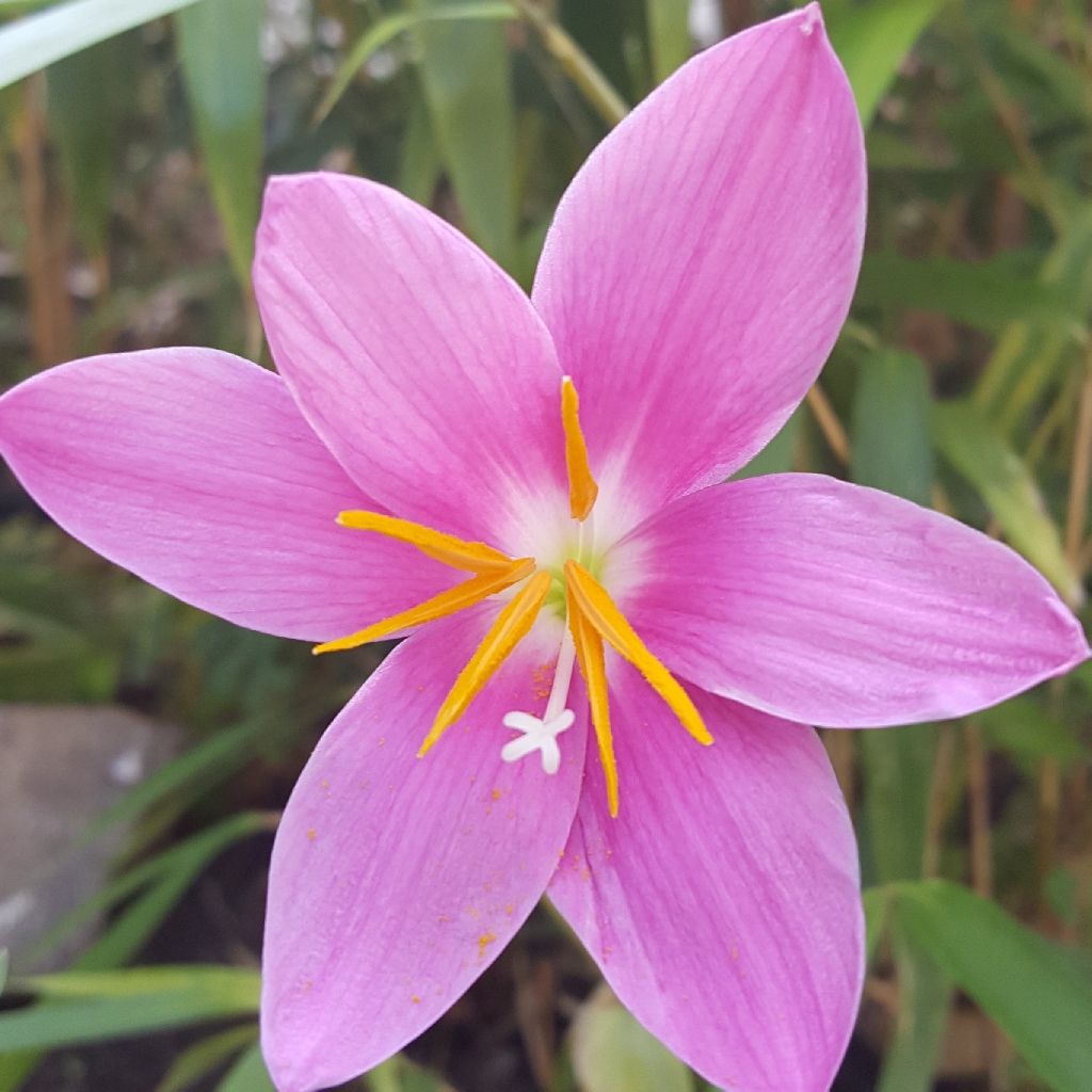 Zephyrantes rosea - Giglio della pioggia