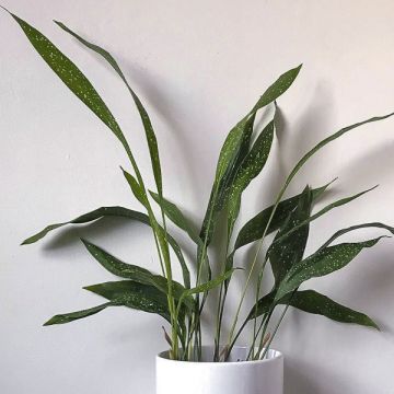 Aspidistra Milky way - Pianta di piombo