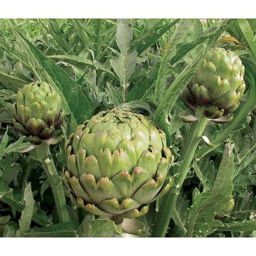 Carciofo Imperial Star Bio