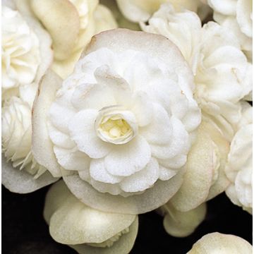 Begonietta Doublet White