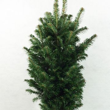Abete bianco Pyramidalis - Abies alba
