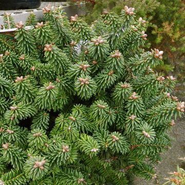 Abete balsamico Piccolo - Abies balsamea